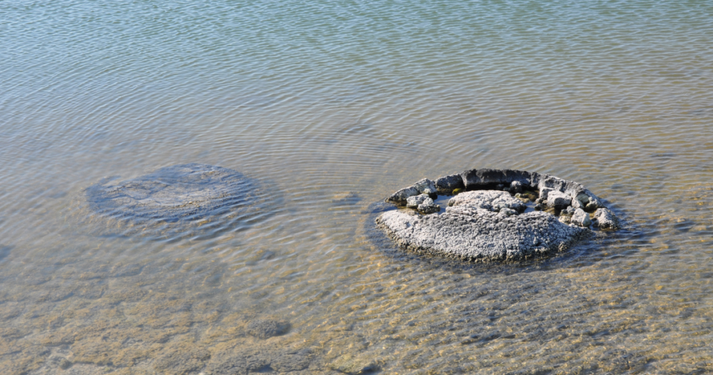 Stromatolite Meaning: Healing Properties, Benefits and Uses